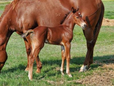 Top Gun Boon San JW <BR>AQHA 6258517